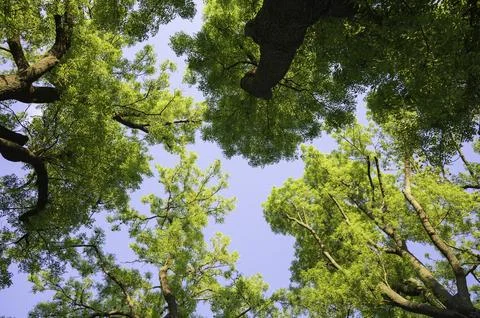 A view of the sky through the treetops Photos