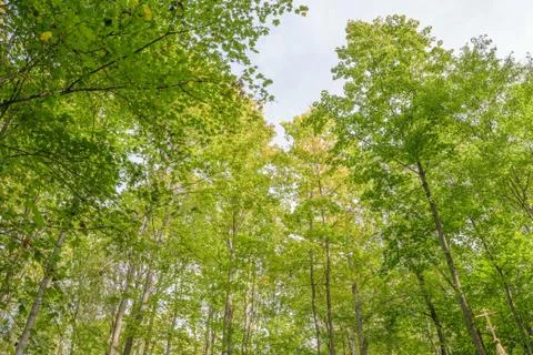 View the sky through the treetops in a summer green forest Stock Photos
