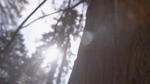 View from sky to tree bark in a forest Stock Footage 91707177