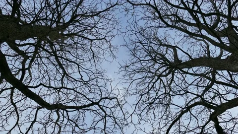 View of the sky with trees Stock Footage 139663785