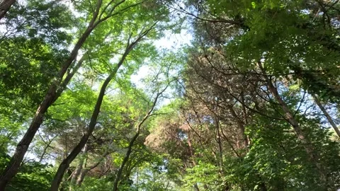 A View Up Sky Trees Nature Forest 動画素材 339977980