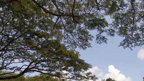 View of sky under the trees Stock Footage 108965052