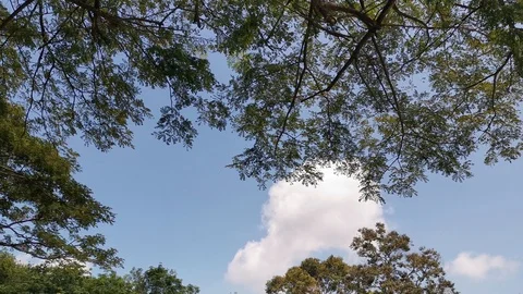 View of sky under the trees Stock Footage 108965056