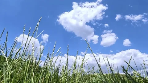 View of the sky with white clouds from the level of the grass Stock Footage 196938370