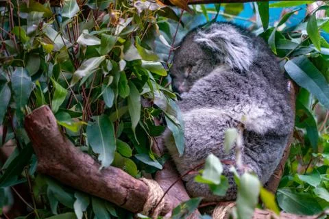 The view of sleeping koala Stock Photos