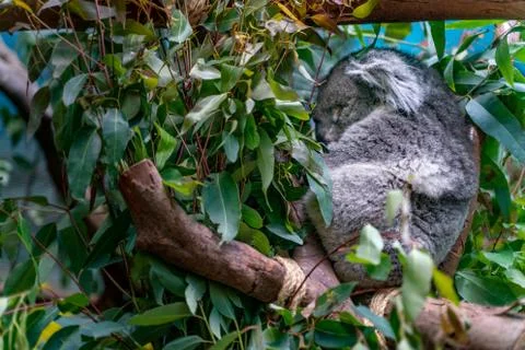 The view of sleeping koala Foto stock