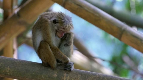 View of Sleeping monkey Stock Footage 71083855