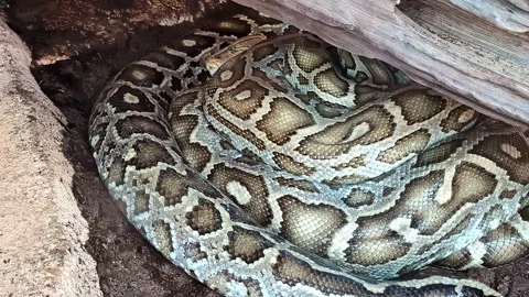A View of a Sleeping Python in Its Coiled Position - Close Up Stock Footage 285170644