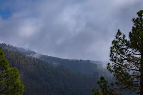 View from the slope to large pine trees and blue sky with large clouds in Stock Photos