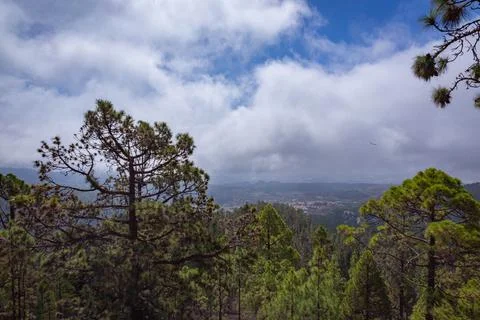 View from the slope to large pine trees and blue sky with large clouds in Stock Photos