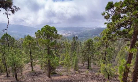 View from the slope to large pine trees and blue sky with large clouds in Stock Photos
