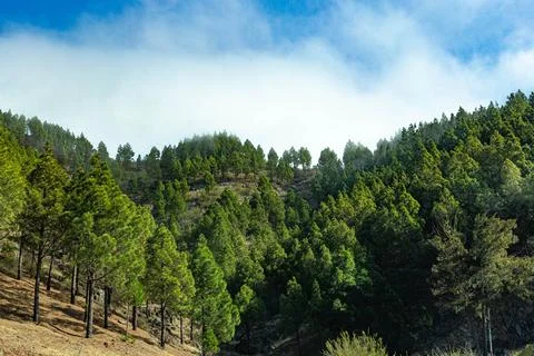 View from the slope to large pine trees and blue sky with large clouds in Stock Photos