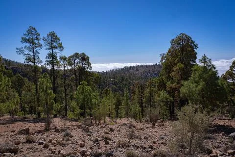 View from the slope to large pine trees and blue sky with large clouds in Stock Photos