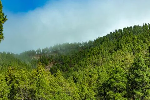 View from the slope to large pine trees and blue sky with large clouds in Stock Photos