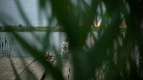 View in slow motion through green reeds of european blond girl 7-8 wearing straw Stock-Footage 91223048