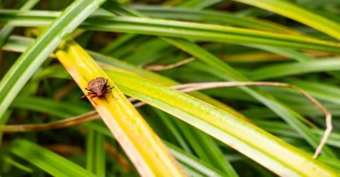 View of a small bug in the grass Stock Photos