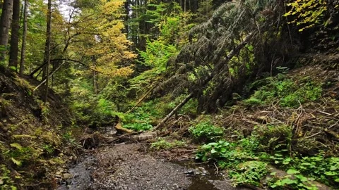 View of small canyon in forest with little river creek Stock Footage 148227465