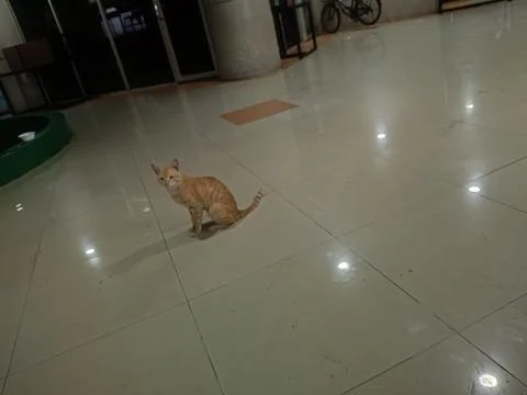 View of small cat in the dark room Stock Photos