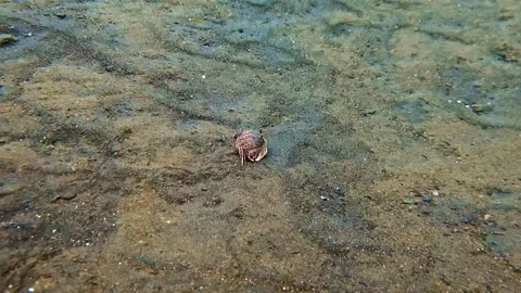 View of a small crab on the seabed in Indonesia. Stock-Footage 340638000