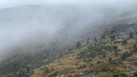 View of a small field of Dendrocross in the high steppes of Kilimanjaro 動画素材 168732125