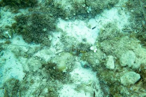 View of small fish camouflaging under water in clear and clean mediterranean  스톡 사진