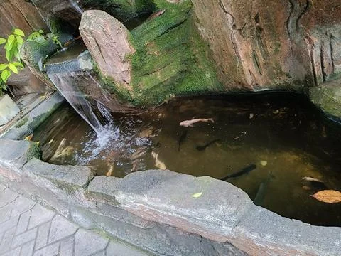 View of small fish in the pond Stock Photos