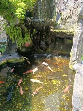 View of small fish in the pond Stock Photos