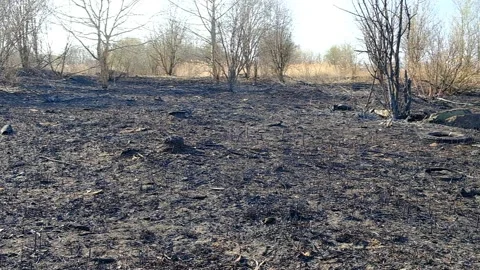 View of a small forest and shrubbery after the fire Stock Footage 152777630