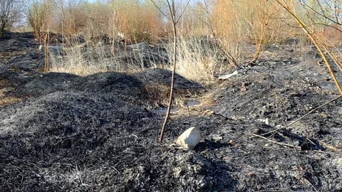 View of a small forest and shrubbery after the fire Video stock 152777768