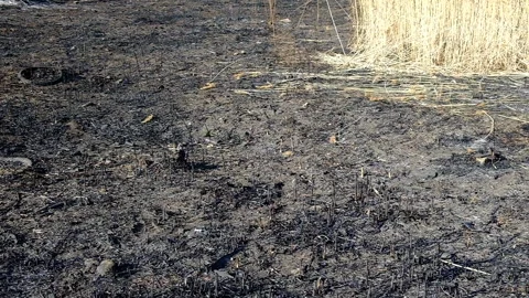 View of a small forest and shrubbery after the fire Stock Footage 152777819