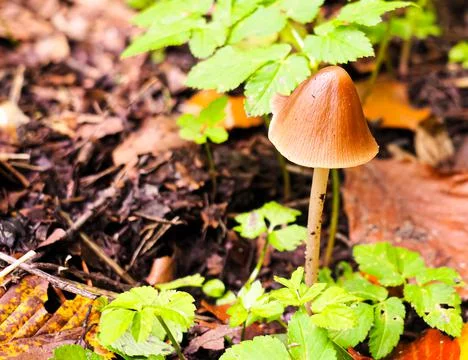 View of a small forest mushroom Stock Photos