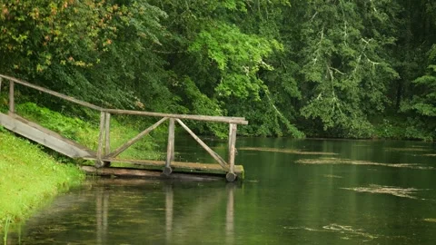 View of small forest pond overgrown with duckweed on rainy day with wooden pier Stock Footage 318553648