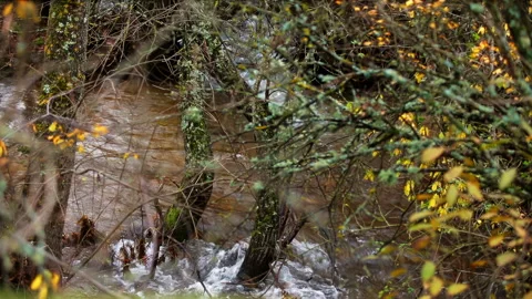 View of a small forest river through tree branches in autumn Stock Footage 255833611