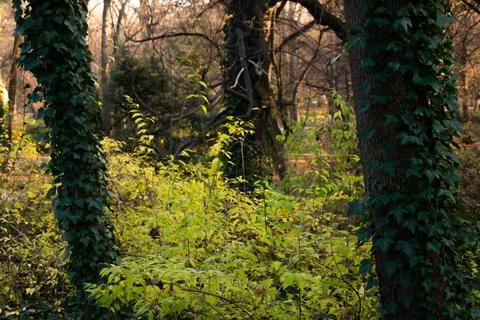 A view of a small forest with trees overgrown with ivy in the middle of autum Stock Photos