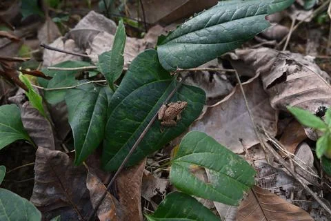 View of a small frog sitting on top of a leaf in the lawn area Stock Photos