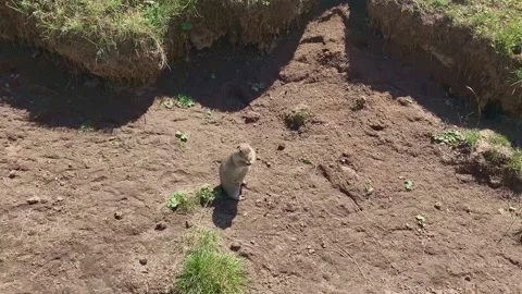Up view of small groundhog that eats and runs on sand. Fauna of Russia Stock-Footage 148710105