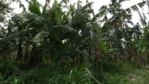 View of small height coconut trees, Moving shot of coconut trees Vídeo Stock 156967961