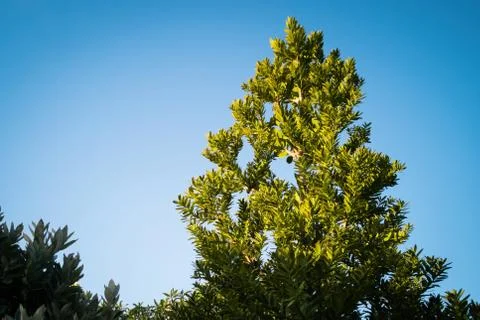 View of small kauri tree with blue sky in background Stock Photos