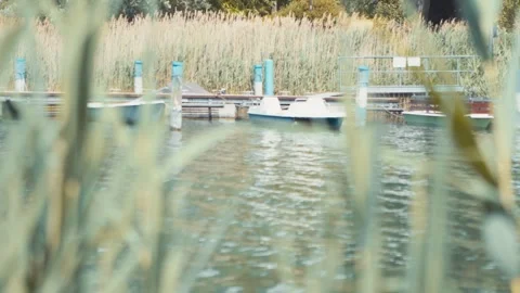 View of a small lake dock behind a thicket of reeds, focus pull Stock Footage 276096610