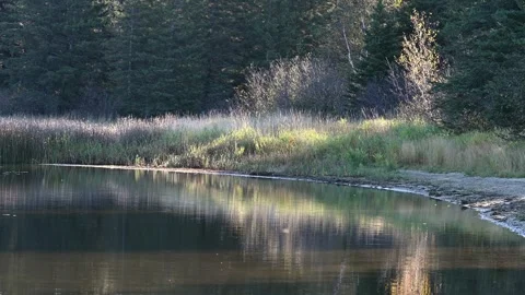 View of a small lake reflecting a brushy forest lit by the morning sun. Insects Stock Footage 330363892