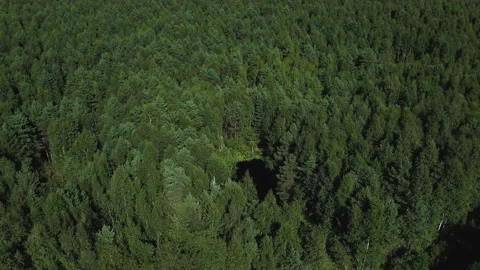 View of a small lake in the thicket of a green forest.Aerial photography.Journey Stock Footage 163587852