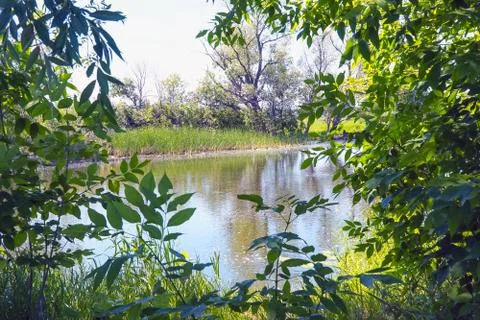 View of a small lake through the branches 写真素材