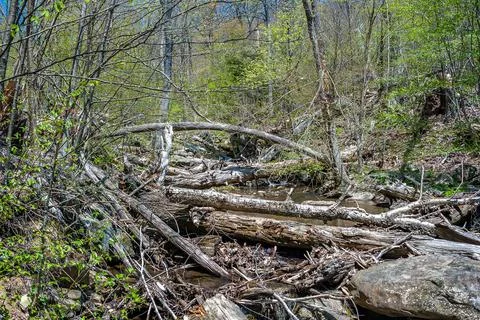 View of a small mountain river with lots of fallen timber Stock Photos