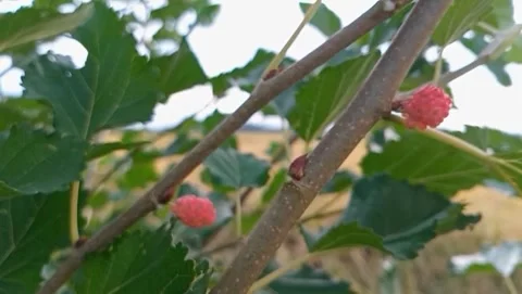 View of small mulberries growing attached to branches. Stock Footage 331072768