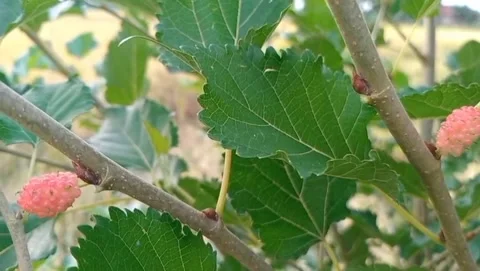 A view of small mulberries growing on small branches. Video stock 331072785
