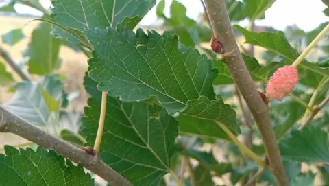 View of small mulberries with serrated green leaves. Video stock 331072776