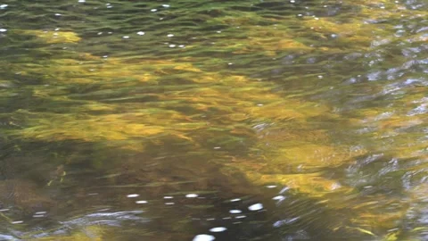View into a small park stream at water plants as bubbles float along the surface Stock Footage 311030295
