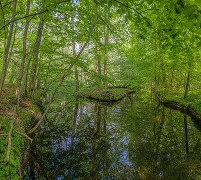 View of small pond in dense forest with reflections in springtime Stock Photos