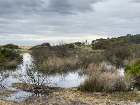 View of a small pond with patches of algae floating on the water surface, s.. Stock-Fotos