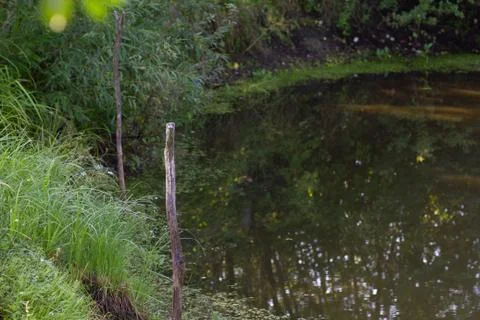 A view of a small pond Stock Photos
